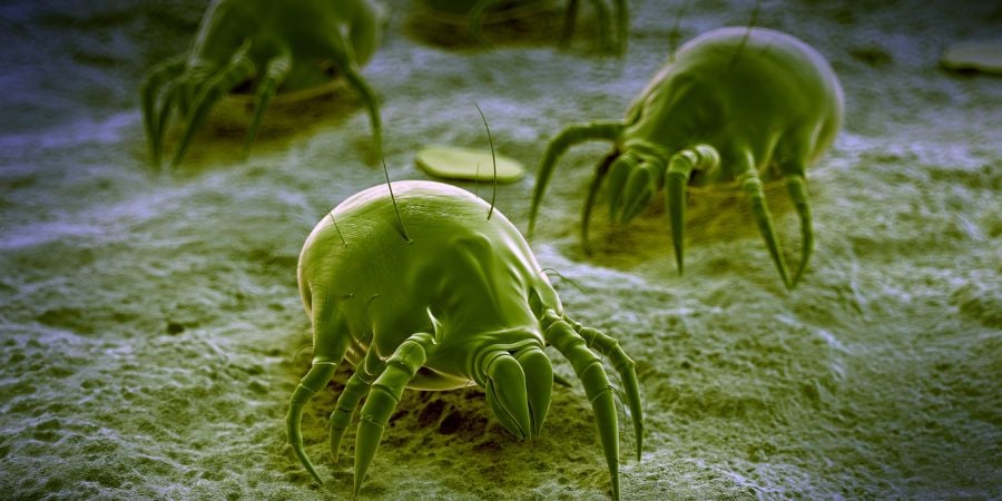 Dust mites